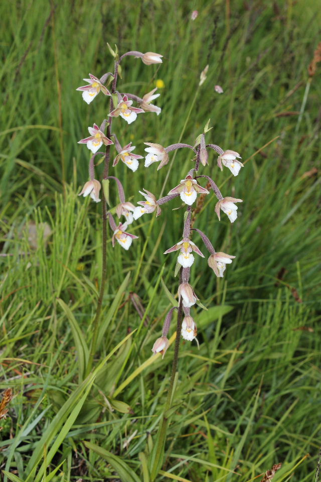 Epipactis palustris